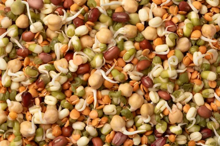 Protein Content in 100g of Sprouts